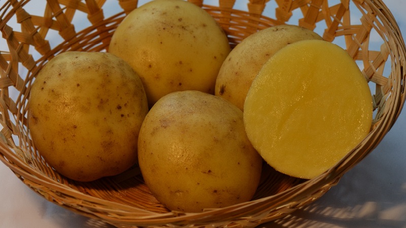 Medium early disease-resistant potato variety - Bryansk delicacy