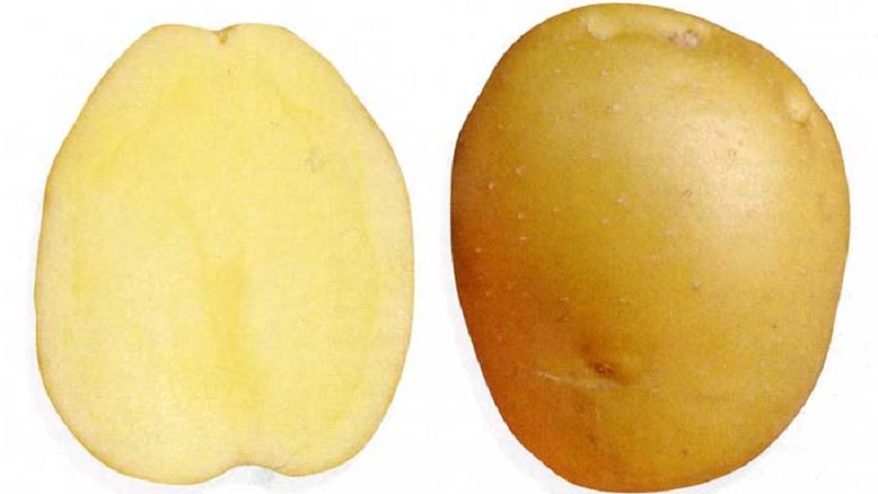 Medium early disease-resistant potato variety - Bryansk delicacy