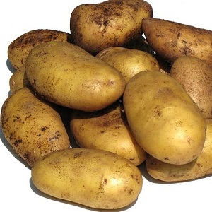Medium early disease-resistant potato variety - Bryansk delicacy