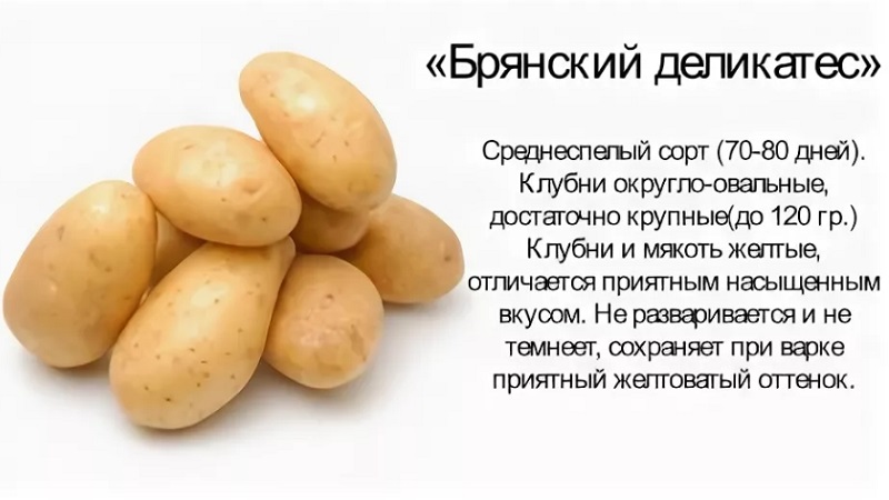 Medium early disease-resistant potato variety - Bryansk delicacy