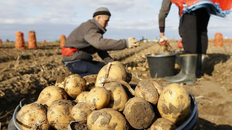 Top leading countries in potato harvest worldwide