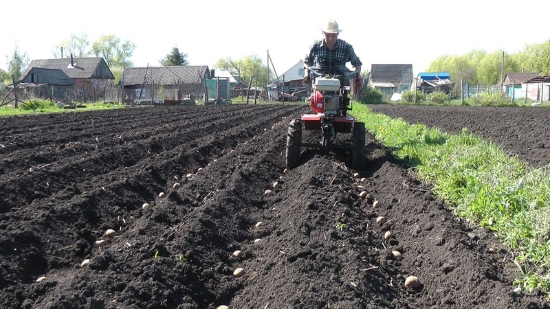 Technology of planting potatoes with a walk-behind tractor