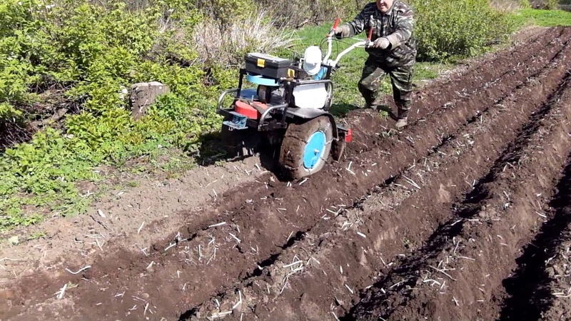 Technology of planting potatoes with a walk-behind tractor