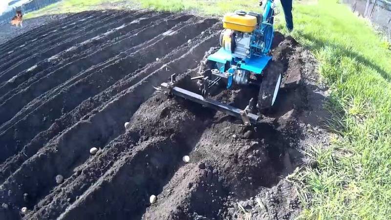Technology of planting potatoes with a walk-behind tractor