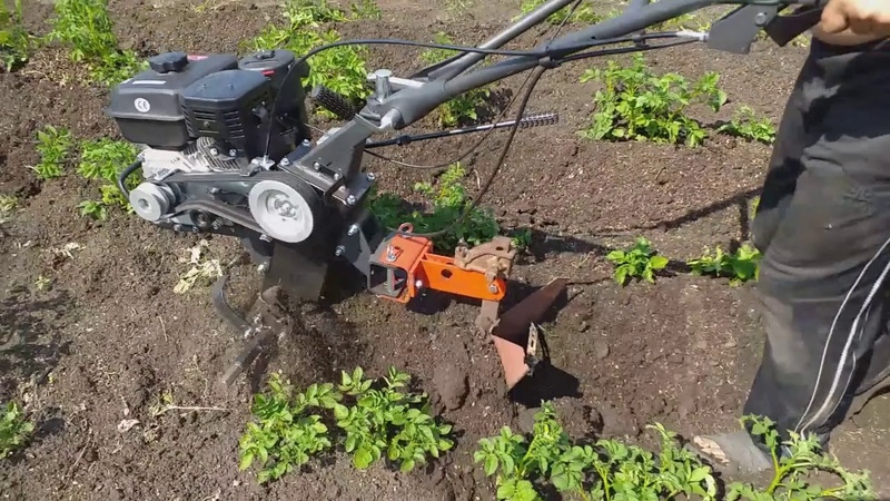 Technology of planting potatoes with a walk-behind tractor