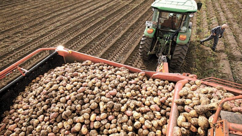 Top leading countries in potato harvest worldwide