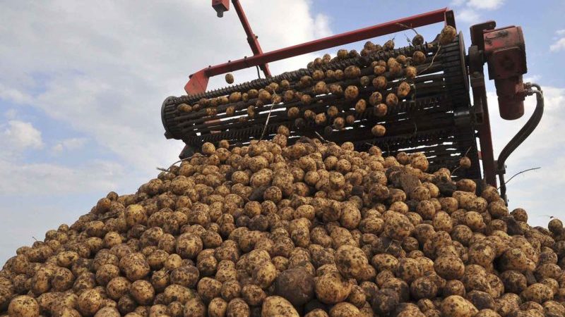 Top leading countries in potato harvest worldwide