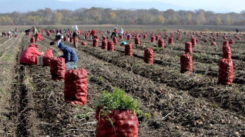 Top leading countries in potato harvest worldwide