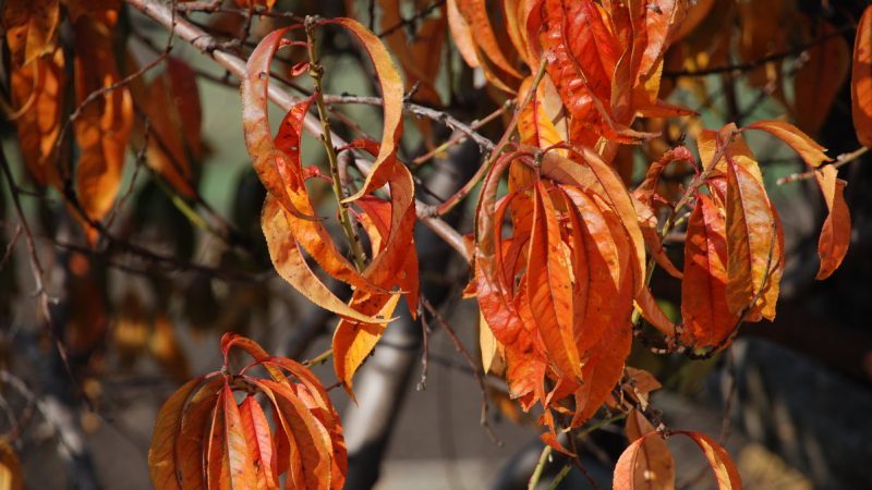 What peach care is needed in the fall to prepare for the cold