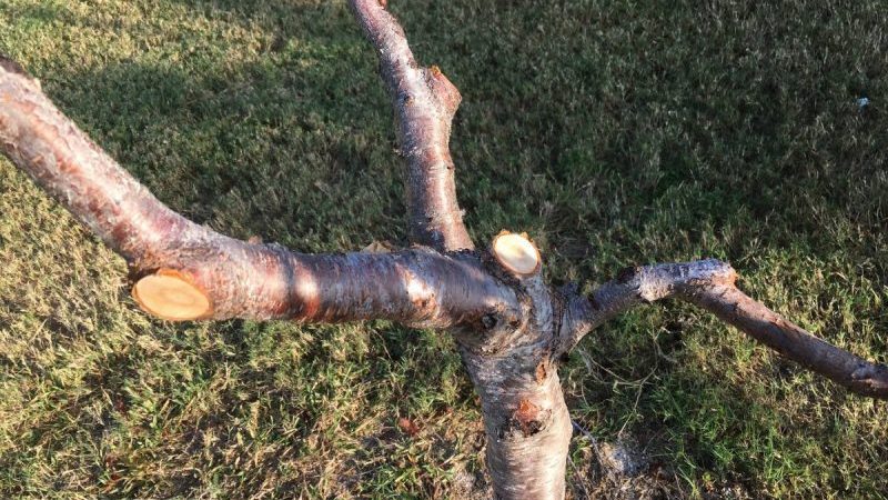 What peach care is needed in the fall to prepare for the cold