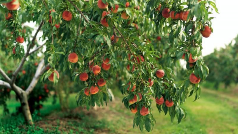 What peach care is needed in the fall to prepare for the cold