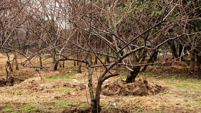 What cherry care should include in fall: a guide from experienced gardeners