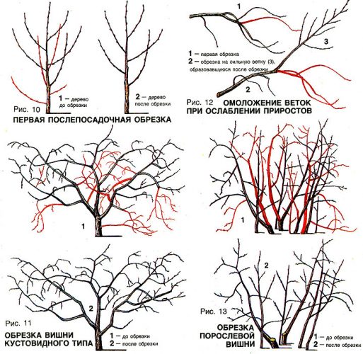 What cherry care should include in fall: a guide from experienced gardeners