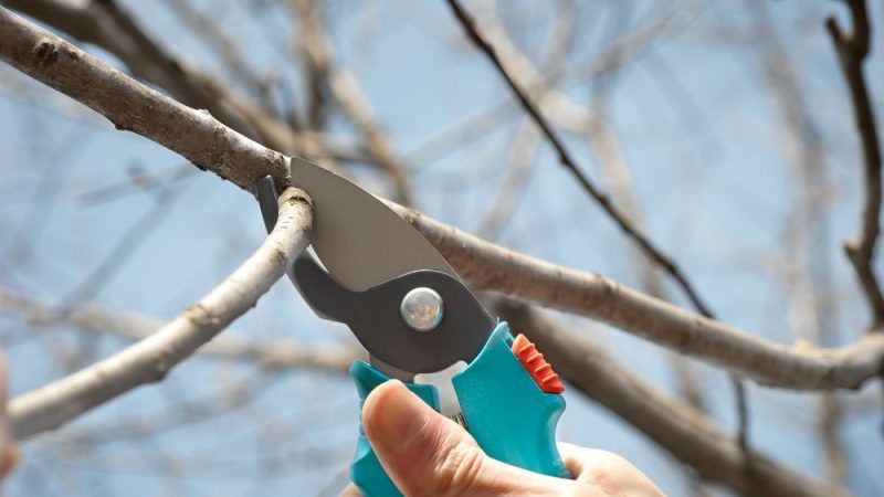 What cherry care should include in fall: a guide from experienced gardeners