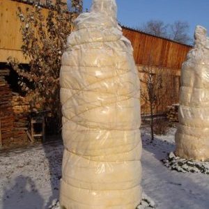 How to properly cover an apricot for the winter and prepare a tree for cold weather