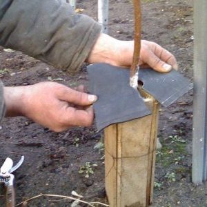 How to properly cover an apricot for the winter and prepare a tree for cold weather