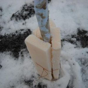 How to properly cover an apricot for the winter and prepare a tree for cold weather