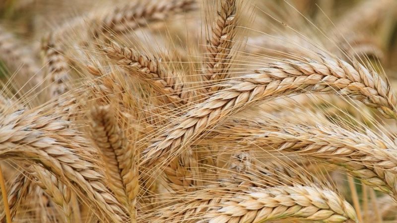 What is the yield of barley from 1 hectare of land and what does it depend on