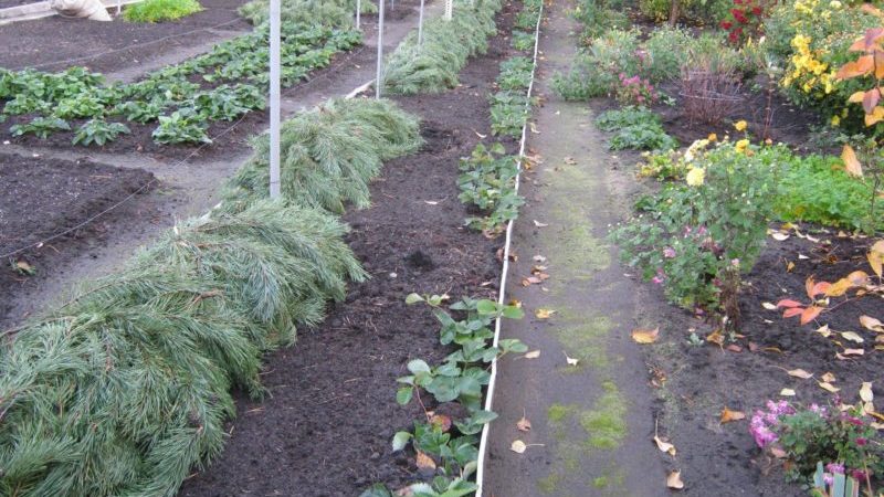 Features of warming grapes in the Moscow region: how and when it is better to cover for the winter