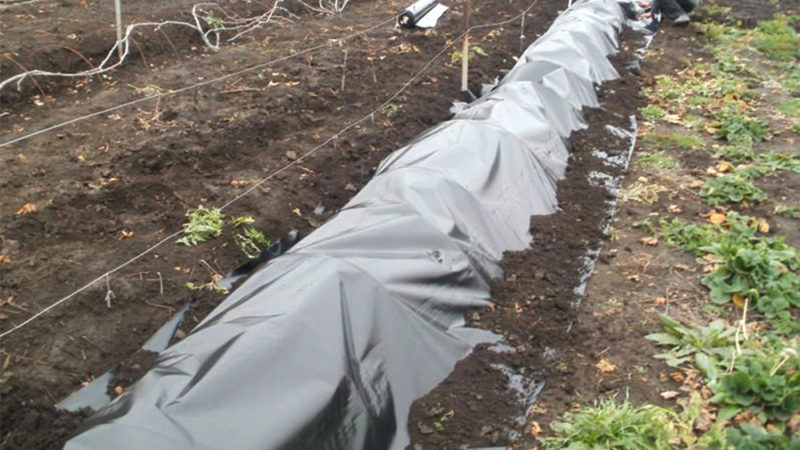 Features of warming grapes in the Moscow region: how and when it is better to cover for the winter