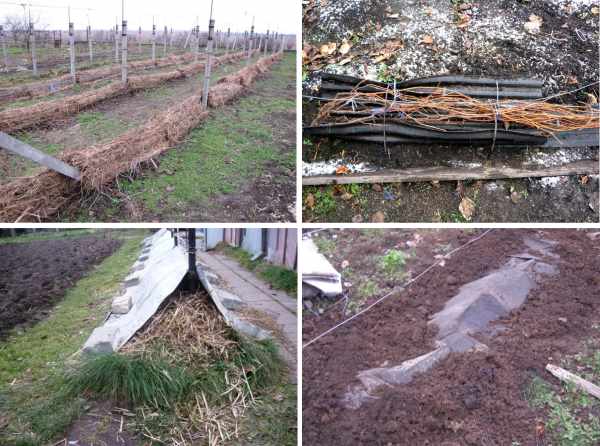 Features of warming grapes in the Moscow region: how and when it is better to cover for the winter