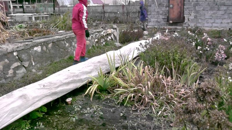 Features of warming grapes in Siberia: how to properly cover for the winter