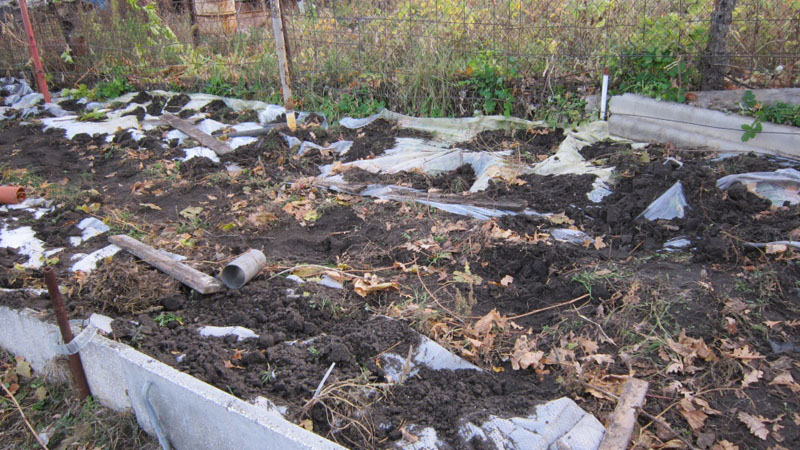 Features of warming grapes in Siberia: how to properly cover for the winter