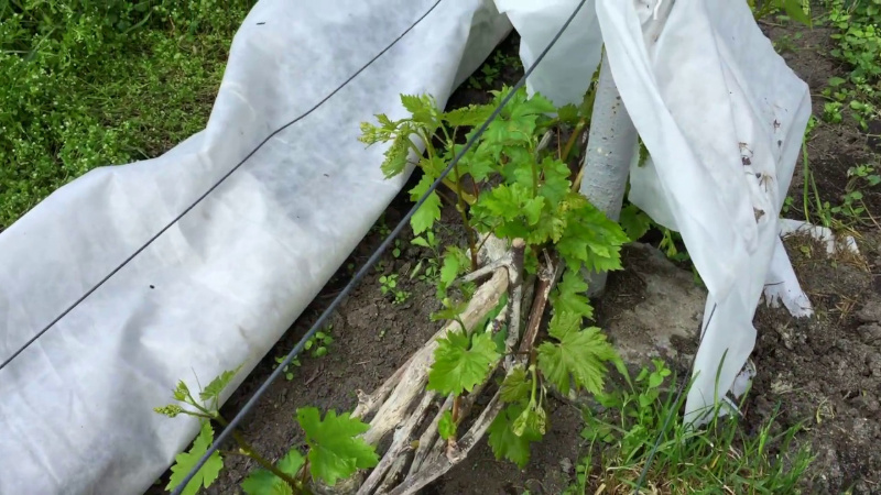 Features of warming grapes in Siberia: how to properly cover for the winter