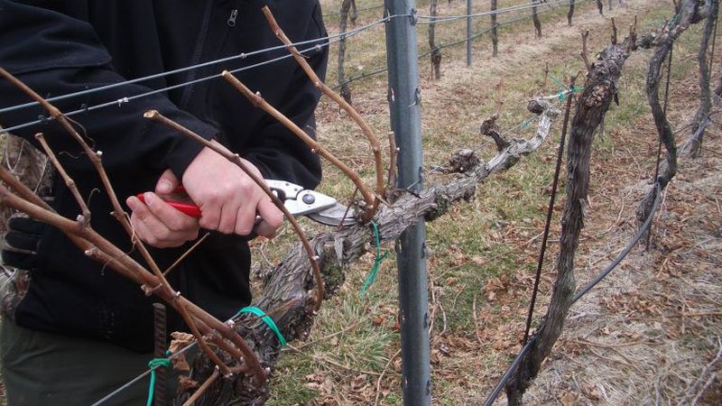 Features of warming grapes in Siberia: how to properly cover for the winter