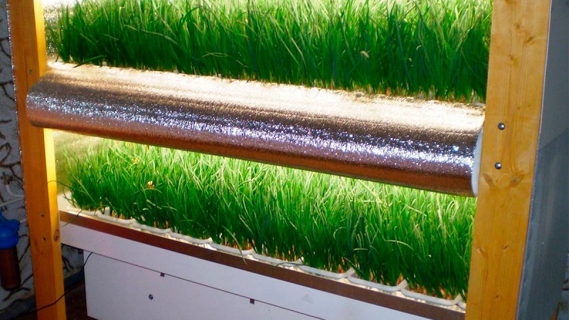 A beginner's guide to growing green onions in the basement