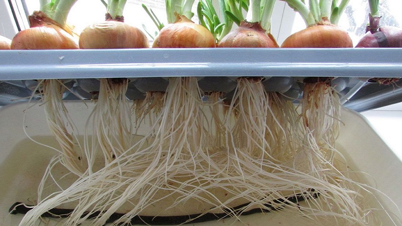A beginner's guide to growing green onions in the basement