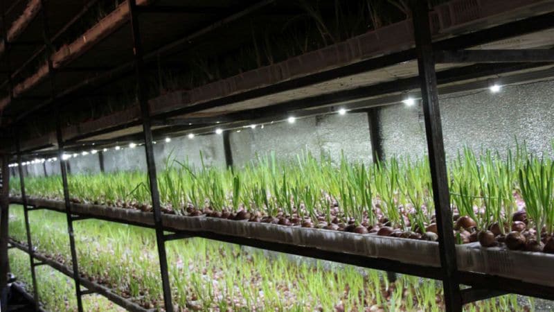 A beginner's guide to growing green onions in the basement