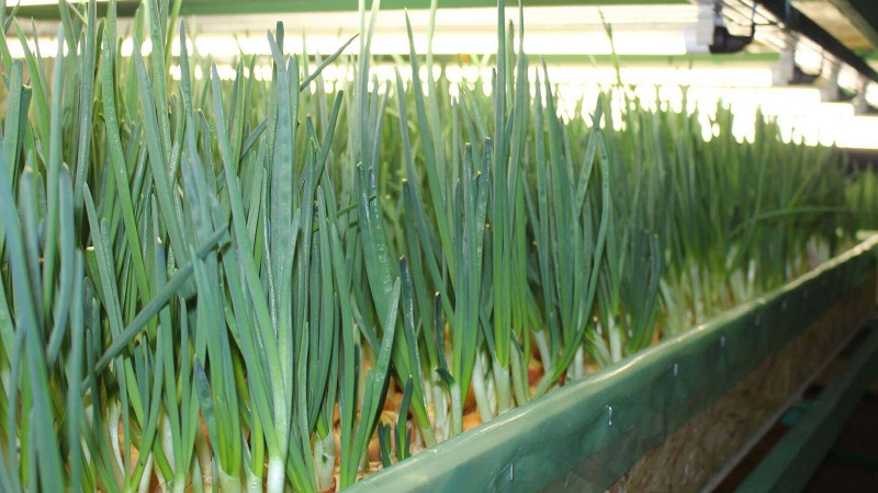 A beginner's guide to growing green onions in the basement