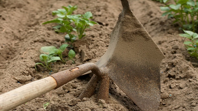 Why do you need hilling potatoes and how to carry it out correctly