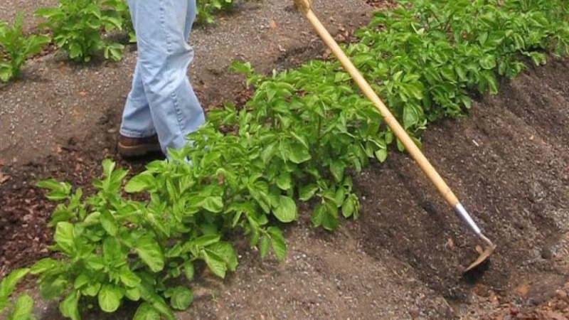Why do you need hilling potatoes and how to carry it out correctly