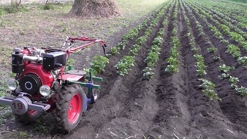 Why do you need hilling potatoes and how to carry it out correctly