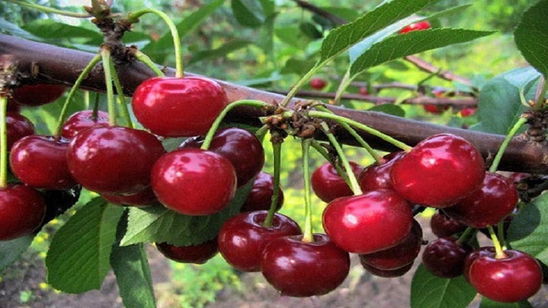 What are good cherry and sweet cherry hybrids and what are their features