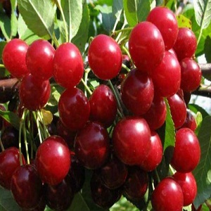 What are good cherry and sweet cherry hybrids and what are their features