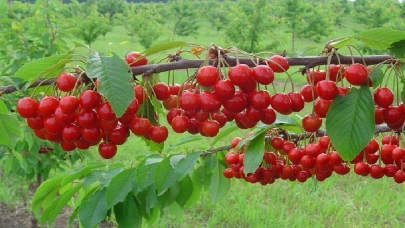 What are good cherry and sweet cherry hybrids and what are their features