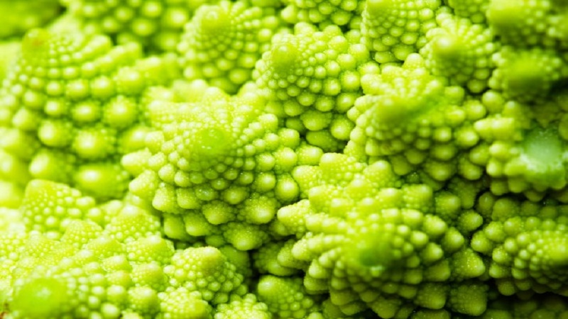 Why is Romanesco cabbage useful, what it looks like in the photo, is it difficult to grow it and how to cook it