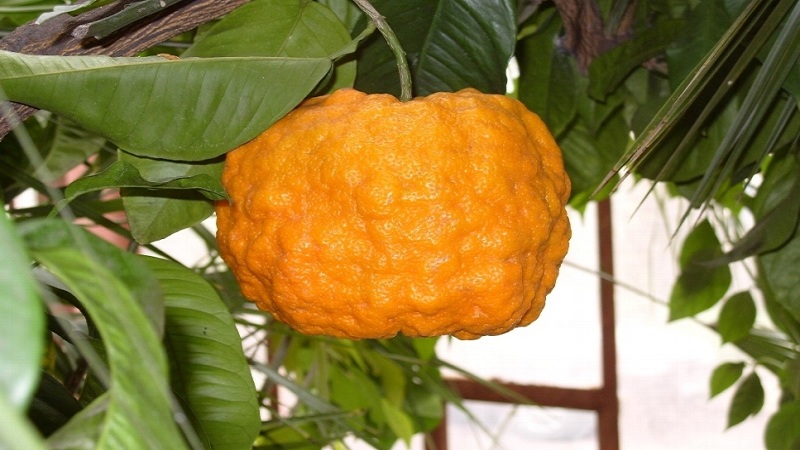 Why bitter orange is useful and how is it used