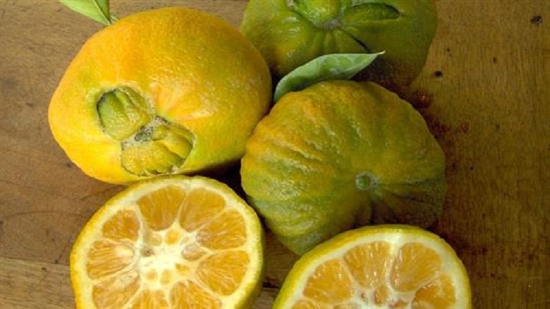 Why bitter orange is useful and how is it used