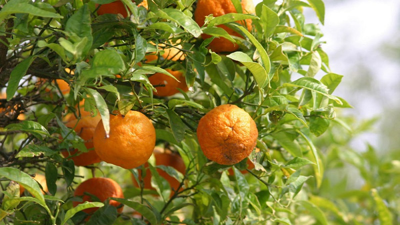 Why bitter orange is useful and how is it used