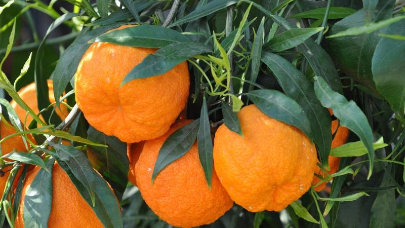 Why bitter orange is useful and how is it used