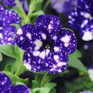 Vegetative petunia Starry sky with amazing looking flowers