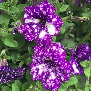 Vegetative petunia Starry sky with amazing looking flowers