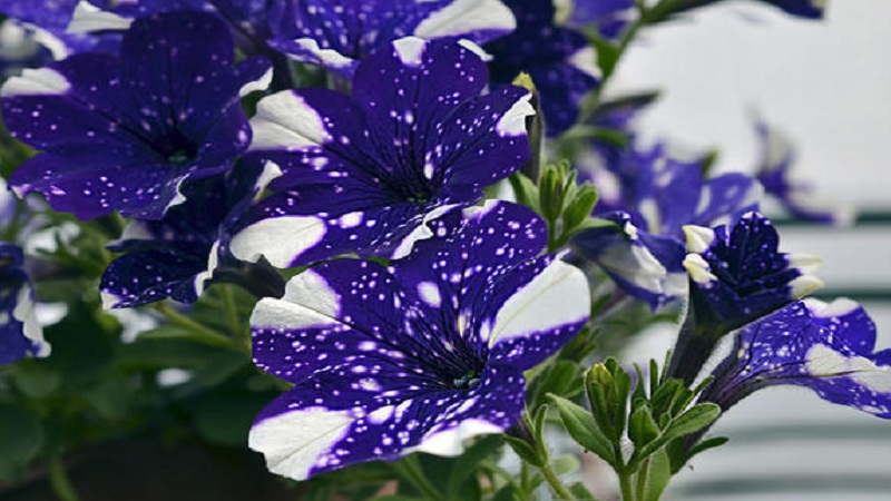 Vegetative petunia Starry sky with amazing looking flowers