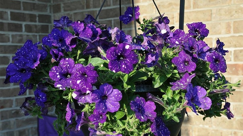 Vegetative petunia Starry sky with amazing looking flowers