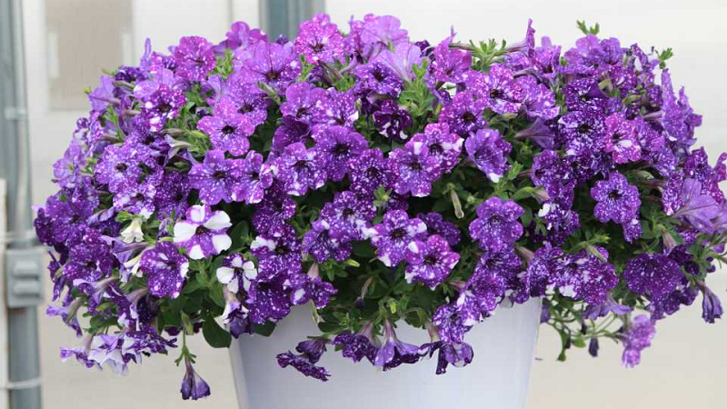 Vegetative petunia Starry sky with amazing looking flowers