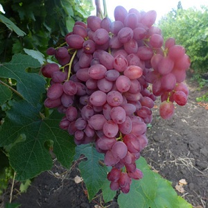 Delicate, fragrant Veles grape variety from Ukrainian breeders